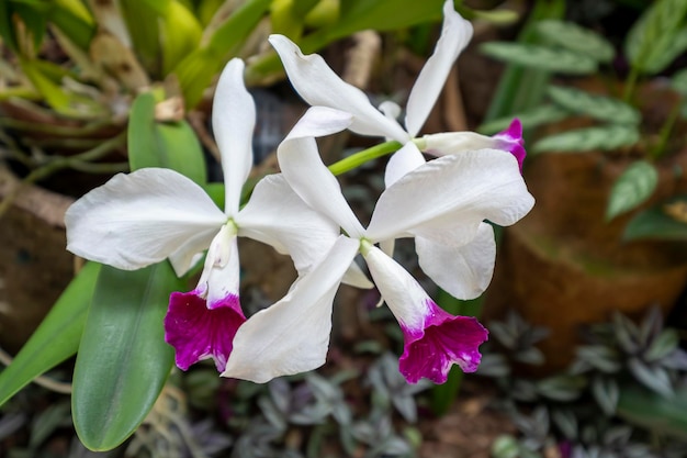 Hermosas flores de orquídeas que crecen en un orquideario bajo condiciones controladas