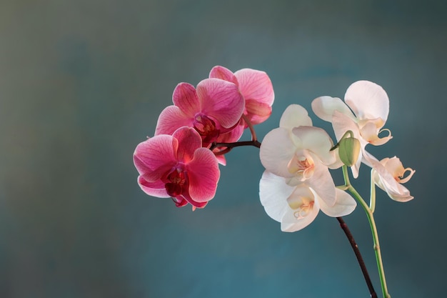 Hermosas flores de orquídeas sobre fondo azul.