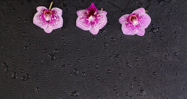 Foto hermosas flores orquídeas sobre fondo negro spa vista superior plana con espacio de copia