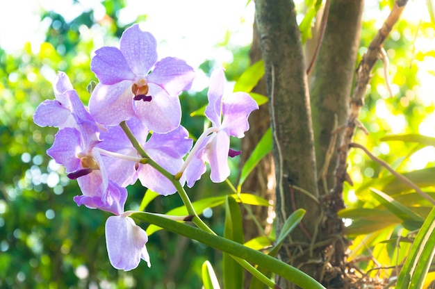 Hermosas flores de orquídeas Violet Hybrid Vanda están floreciendo en el jardín