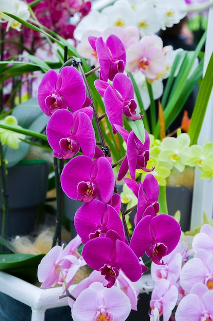 Hermosas flores de orquídeas violetas violetas en macro