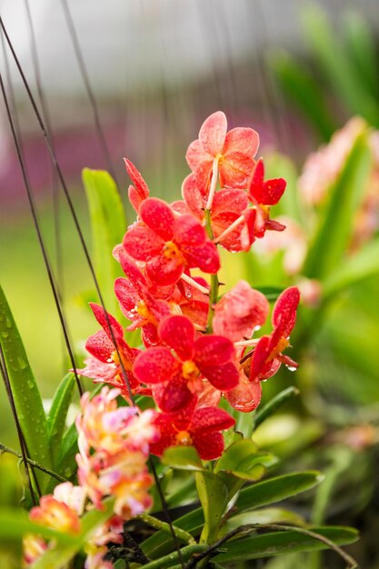 Hermosas flores de orquídeas