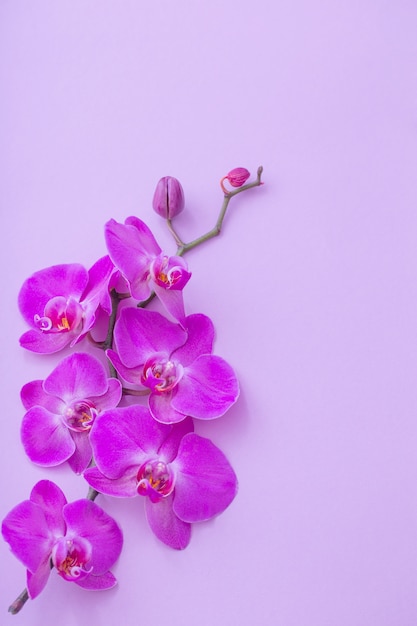 Las hermosas flores de orquídeas