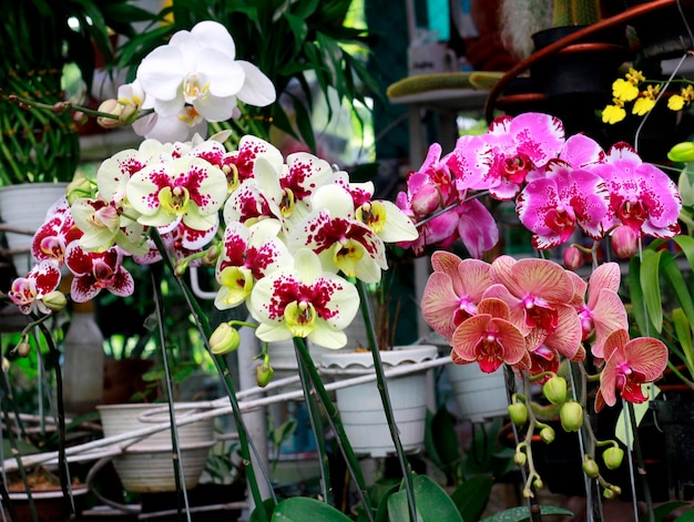 Hermosas flores de orquídeas