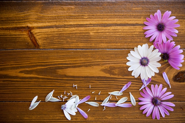 Hermosas flores de Osteospermum blancas y moradas sobre un fondo de madera