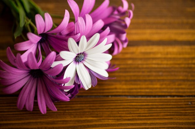 Hermosas flores de Osteospermum blancas y moradas sobre un fondo de madera