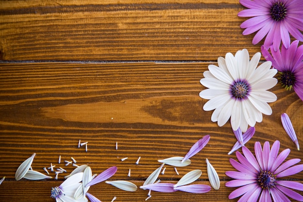 Hermosas flores de Osteospermum blancas y moradas sobre un fondo de madera