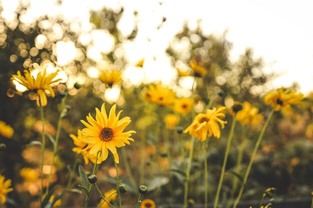 Hermosas flores de otoño en el fondo del atardecer