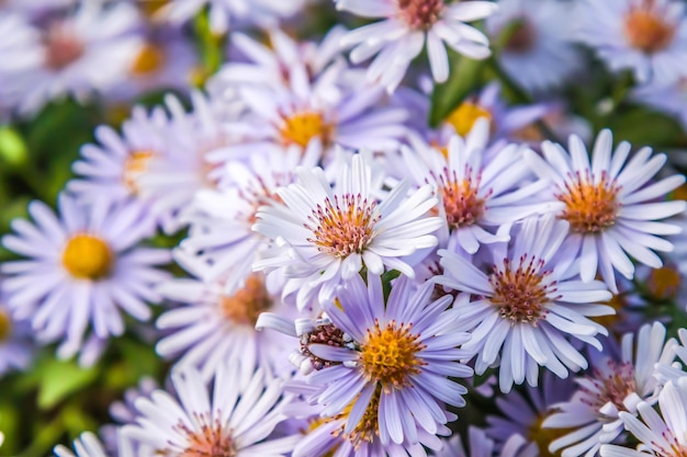 Hermosas flores de otoño septiembre en primer plano de la naturaleza