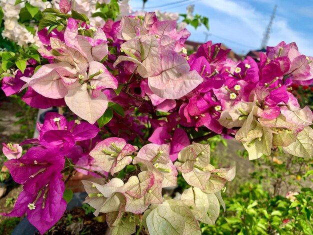 Foto hermosas flores de papel púrpura y blanco