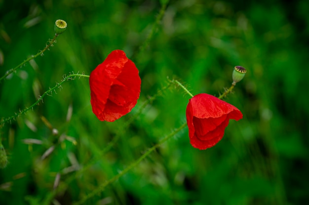 hermosas flores en el parque