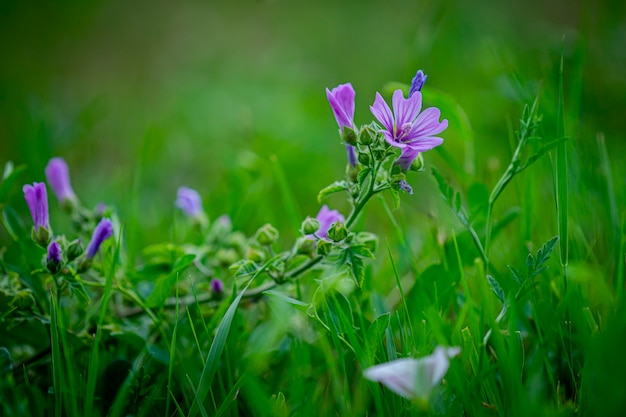 hermosas flores en el parque