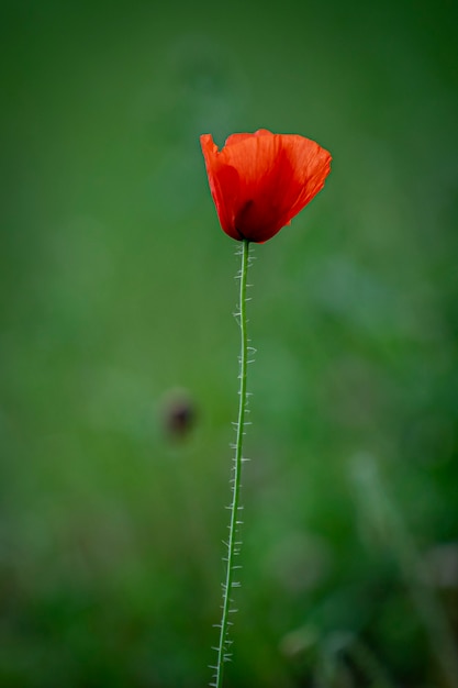 Foto hermosas flores en el parque