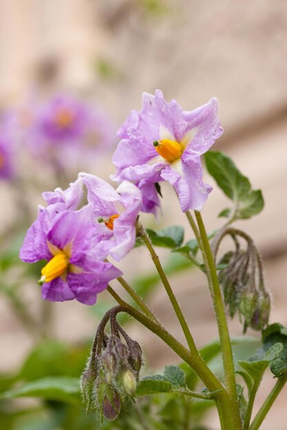 Hermosas flores de patata púrpura sobre un fondo beige