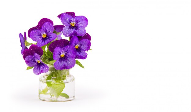 Hermosas flores de pensamiento con gotas de agua