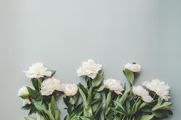 Hermosas flores de peonía blanca sobre un fondo gris con espacio de copia para la vista superior del texto y estilo plano