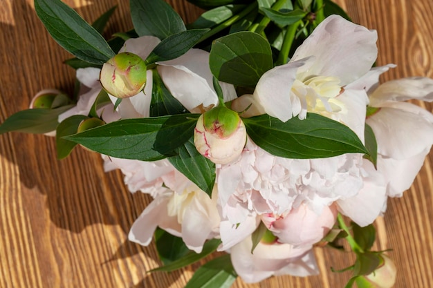 Hermosas flores de peonía durante la floración flores grandes con muchos pétalos de peonía