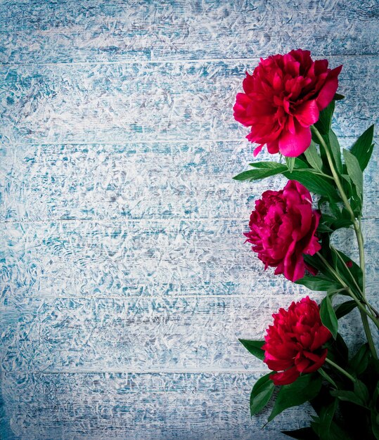 Hermosas flores de peonía marsala rojo rosa sobre una mesa de madera rústica congelada con espacio de copia para la vista superior del texto y estilo plano