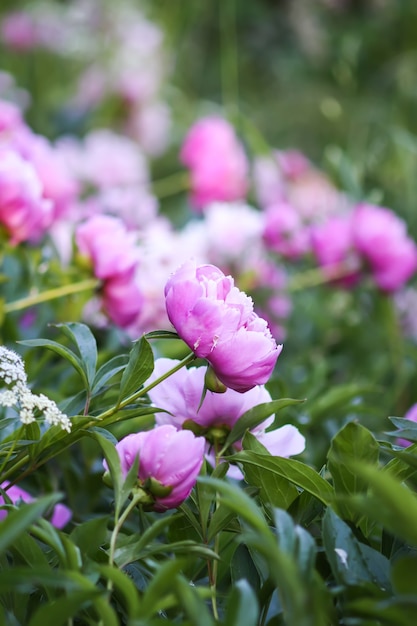 hermosas flores de peonía de primavera