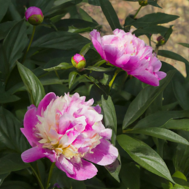 Hermosas flores de peonía rosa de cerca Peony es un género de plantas herbáceas perennes y arbustos caducifolios peonías arbóreas La familia de las peonías Paeoniaceae fue previamente asignada a la familia Ranunculaceae