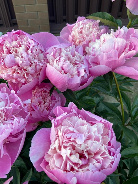 Hermosas flores de peonía rosa frescas