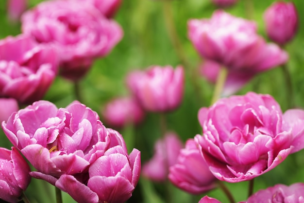 Hermosas flores de peonía rosa en plena floración