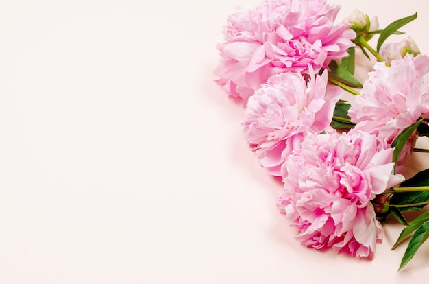 Hermosas flores de peonía rosa sobre fondo rosa pastel con lugar para el texto. Concepto de vacaciones. Tarjeta de felicitación. Endecha plana, vista superior, espacio de copia