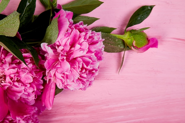 Hermosas flores de peonía rosa