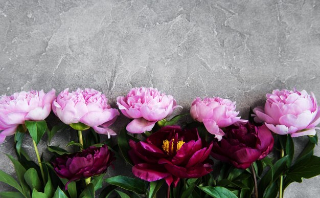 hermosas flores de peonía rosadas