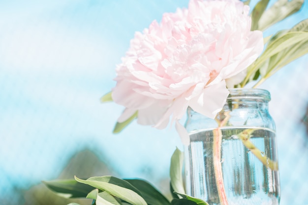 Hermosas flores de peonía en el sol blure, fondo floral romántico en estilo vintage