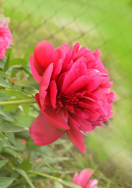 Hermosas flores de peonías rojas fragantes Ramo de flores de peonías burdeos Hermosa peonía burdeos