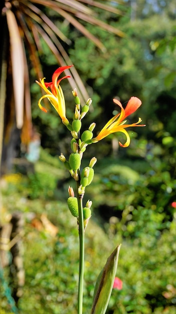 Hermosas flores pequeñas de Canna generalis también conocidas como lirio de Canna o canna de jardín común