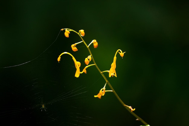 Hermosas flores pequeñas que florecen en las ramas del bosque Fondo oscuro