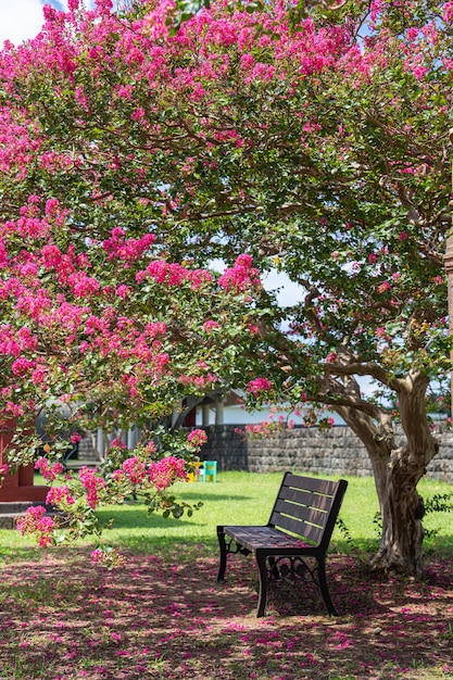 Hermosas flores de peral y banco de madera.