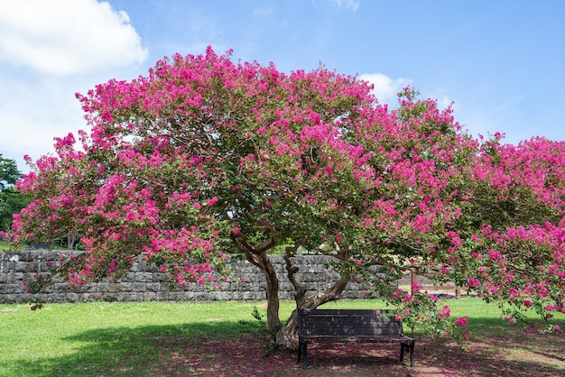 Hermosas flores de peral y banco de madera.