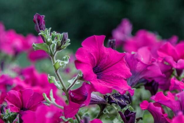 Hermosas flores de petunia blancas y rosas.