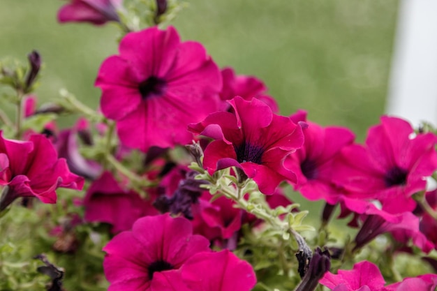 Hermosas flores de petunia blancas y rosas.