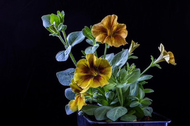 Hermosas flores de petunia de colores en una olla sobre un fondo negro Primer plano