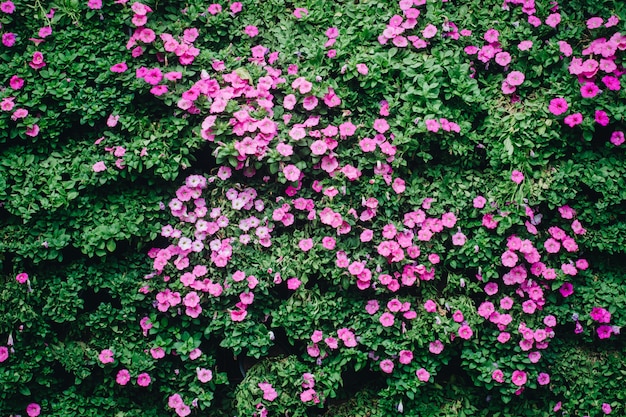 Hermosas flores de petunia en el jardín en primavera