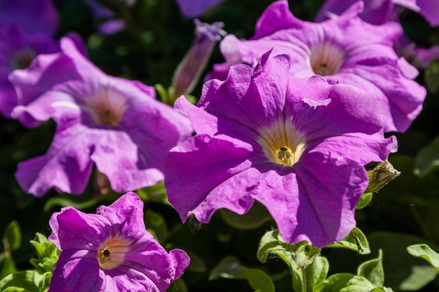 Hermosas flores de petunia a la luz del sol