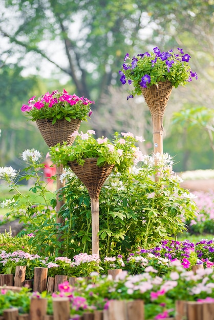 Hermosas flores de petunia