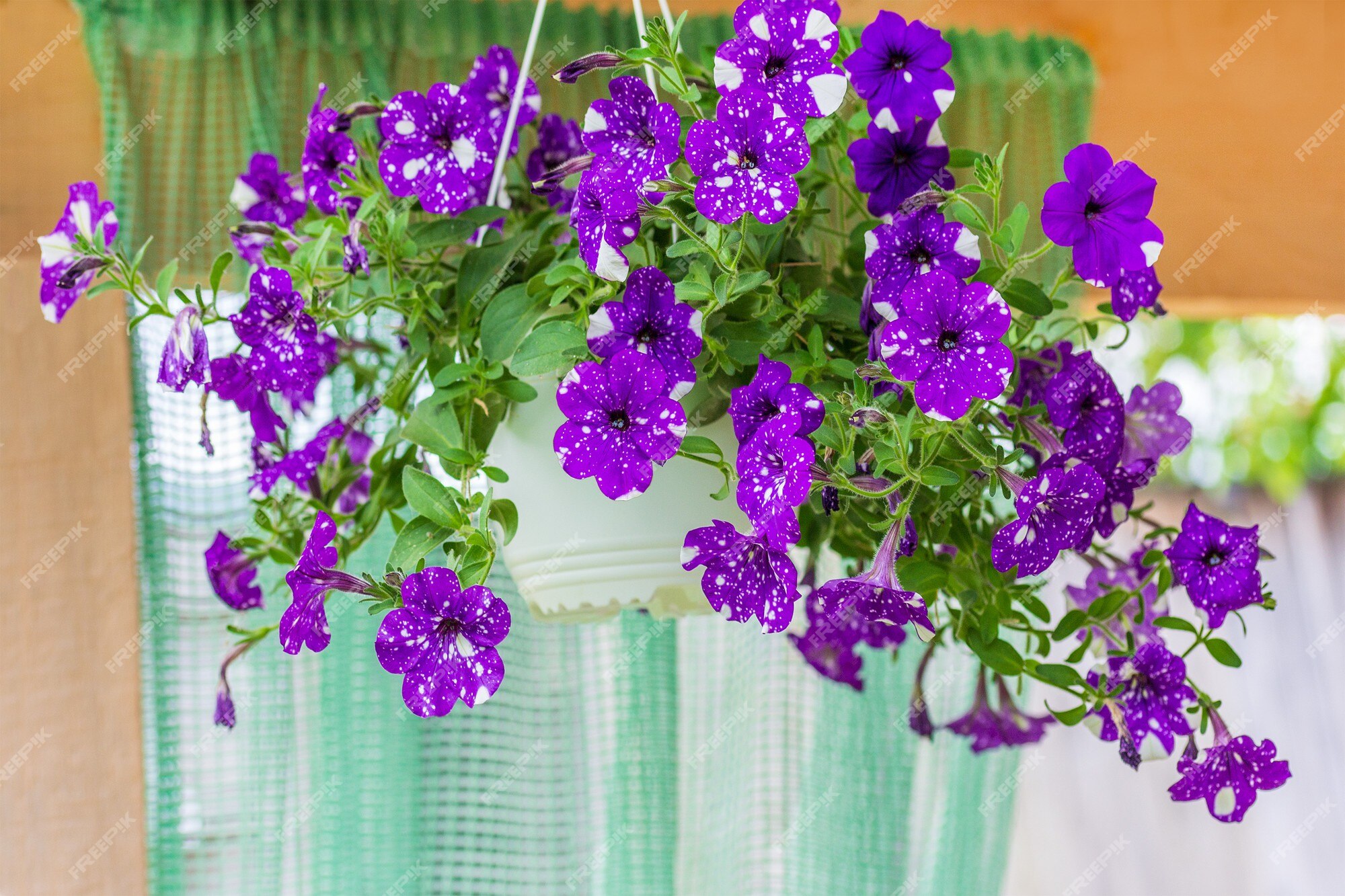 Hermosas flores, petunias con manchas púrpuras, cielo nocturno en colgantes para decoración de cafés o | Foto Premium