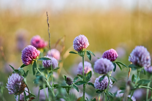 Hermosas flores y plantas silvestres crecen bajo el sol