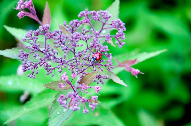 hermosas flores y plantas de verano en flor