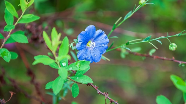 hermosas flores y plantas de verano en flor