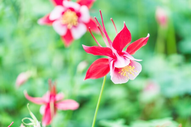 Hermosas flores en plena floración