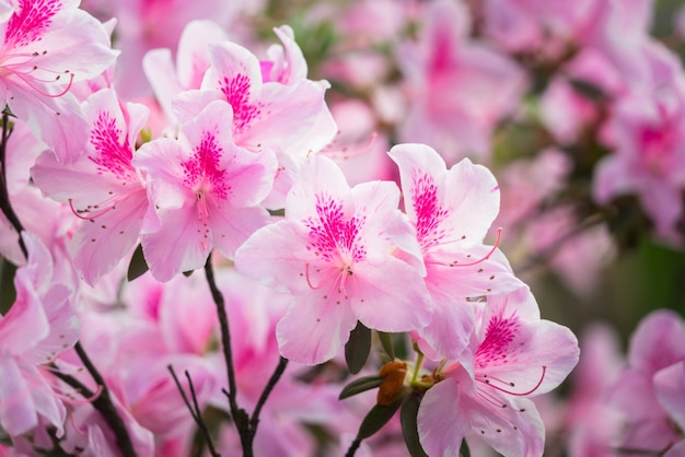 Hermosas flores en plena floración