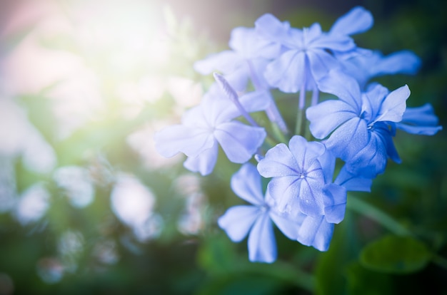 Hermosas flores de plomo de Cabo en el jardín,