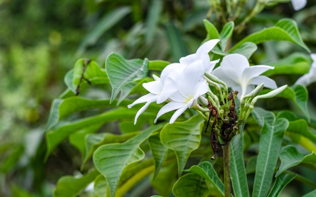 Hermosas flores de plumeria blancas y amarillas en un árbol en el jardín