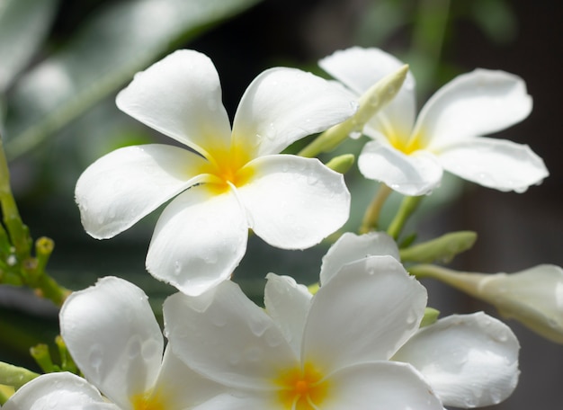 Hermosas flores de plumeria blancas en jardín
